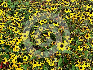 Photography of Rudbeckia coneflowersÂ orÂ black-eyed-susans flowers